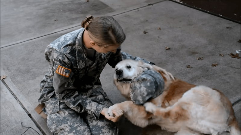 Heartwarming Reunion: Elderly Dog and Soldier Owner's Unbreakable Bond