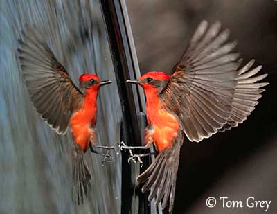 Vermilion Flycatcher