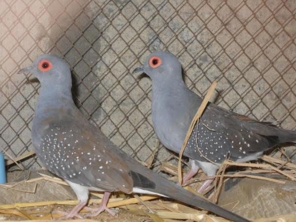 Colorful Birds Diamond Doves